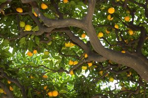 pest free citrus trees in arizona