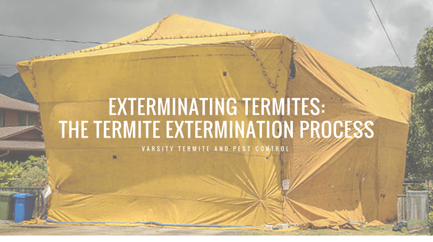 The process for termite extermination and treatment