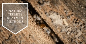 4 Natural termite treatment methods
