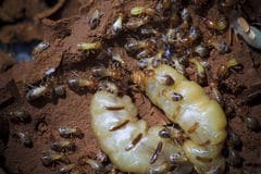 Termites multiply fast