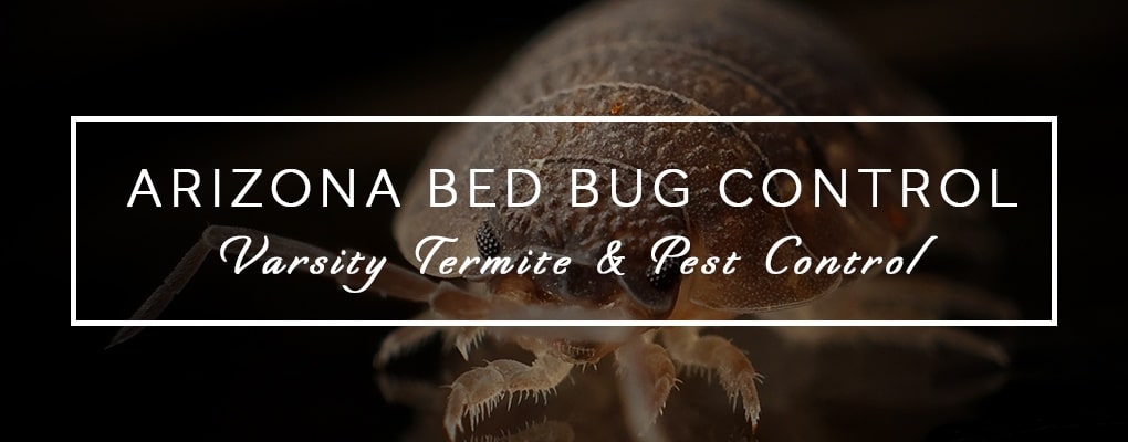 Arizona Bed Bug Control from Varsity Termite & Pest Control
