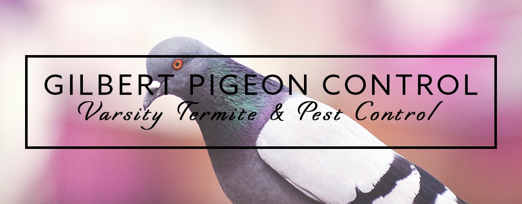Gilbert Pigeon Control from Varsity Termite and Pest Control