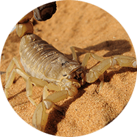 Gilbert Scorpion Control and Removal by Varsity Termite and Pest Control