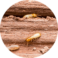 Mesa Termite Removal and Control