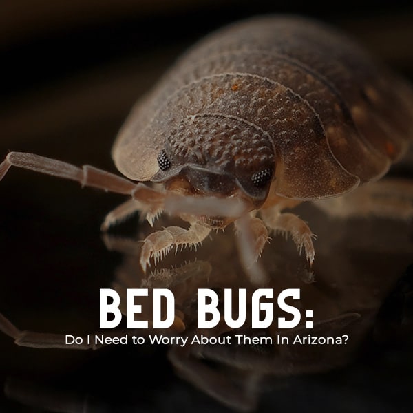 Do you need to worry about bed bugs in Arizona?