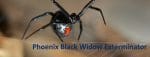 Black Widow Spider Exterminator - PHX Pest Control Near Me
