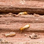 carefree termite inspections from varsity termite & pest control