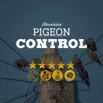 Pigeon Control in Ahwatukee