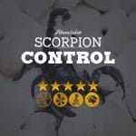 Scorpion Control in Ahwatukee