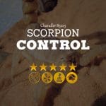 Scorpion Control in Chandler