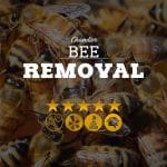 Bee Removal in Chandler
