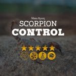 Scorpion Control in Mesa, AZ