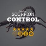 Scorpion Control in Mesa, AZ
