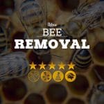 Bee Removal Company Providing Services In Mesa
