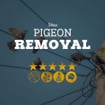 Mesa Pigeon Removal