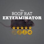 Roof Rat Exterminator in Mesa