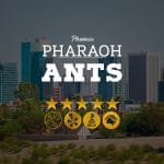Phoenix Pharaoh Ants