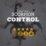 Scorpion Control in Scottsdale 85252