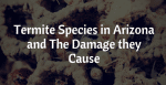 Termite Species In Arizona And The Damage They Cause