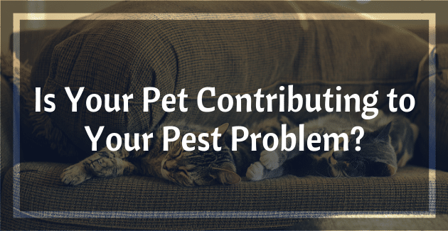 Is Your Pet Contributing to Your Pest Problem
