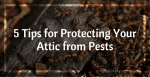 5 Tips for Protecting Your Attic from Pests