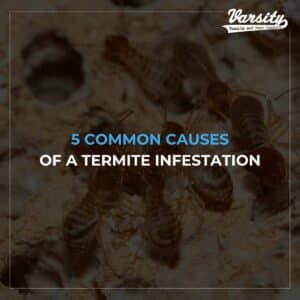 5 Common Causes of a Termite Infestation