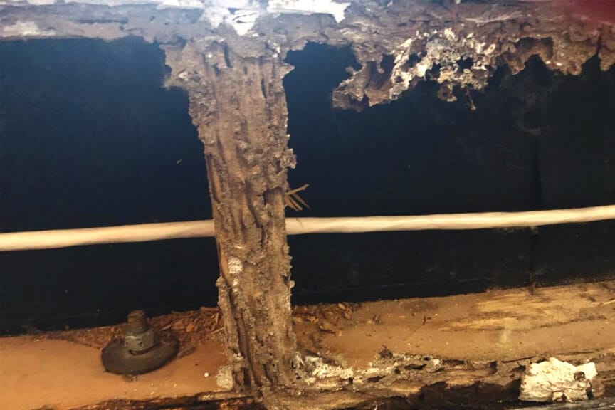 Termite Treatment and Control in Arizona