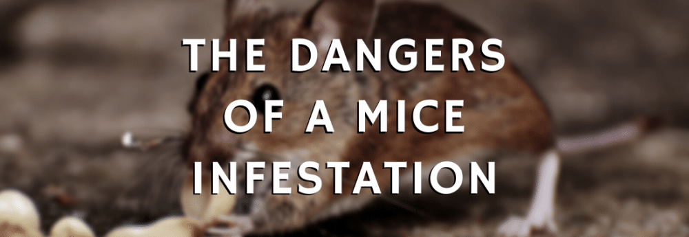 The Dangers Of A Mice Infestation