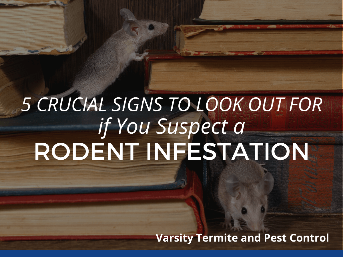 5 Crucial Signs to Look out for if You Suspect a Rodent Infestation