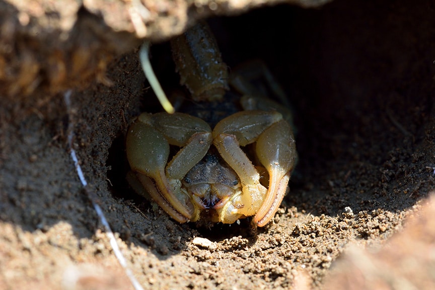 Varsity Termite & Pest Control Scorpion Prevention