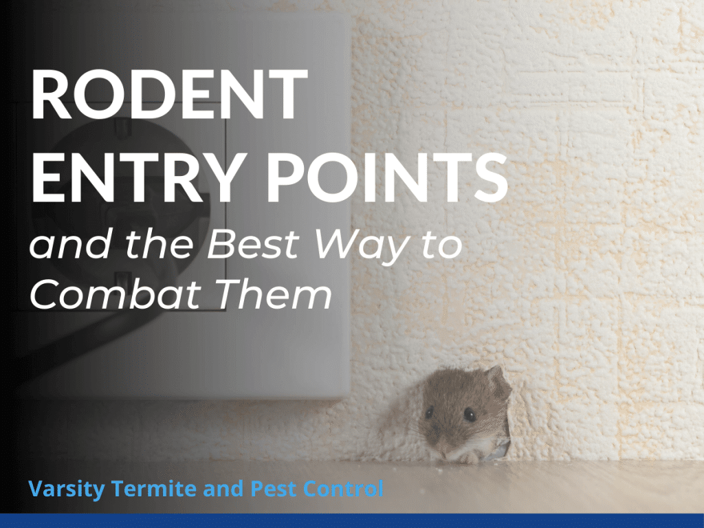 Scorpion Entry Points and How to Seal Them How To Seal Off Rat Entry Points