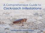 A Comprehensive Guide to Cockroach Infestations