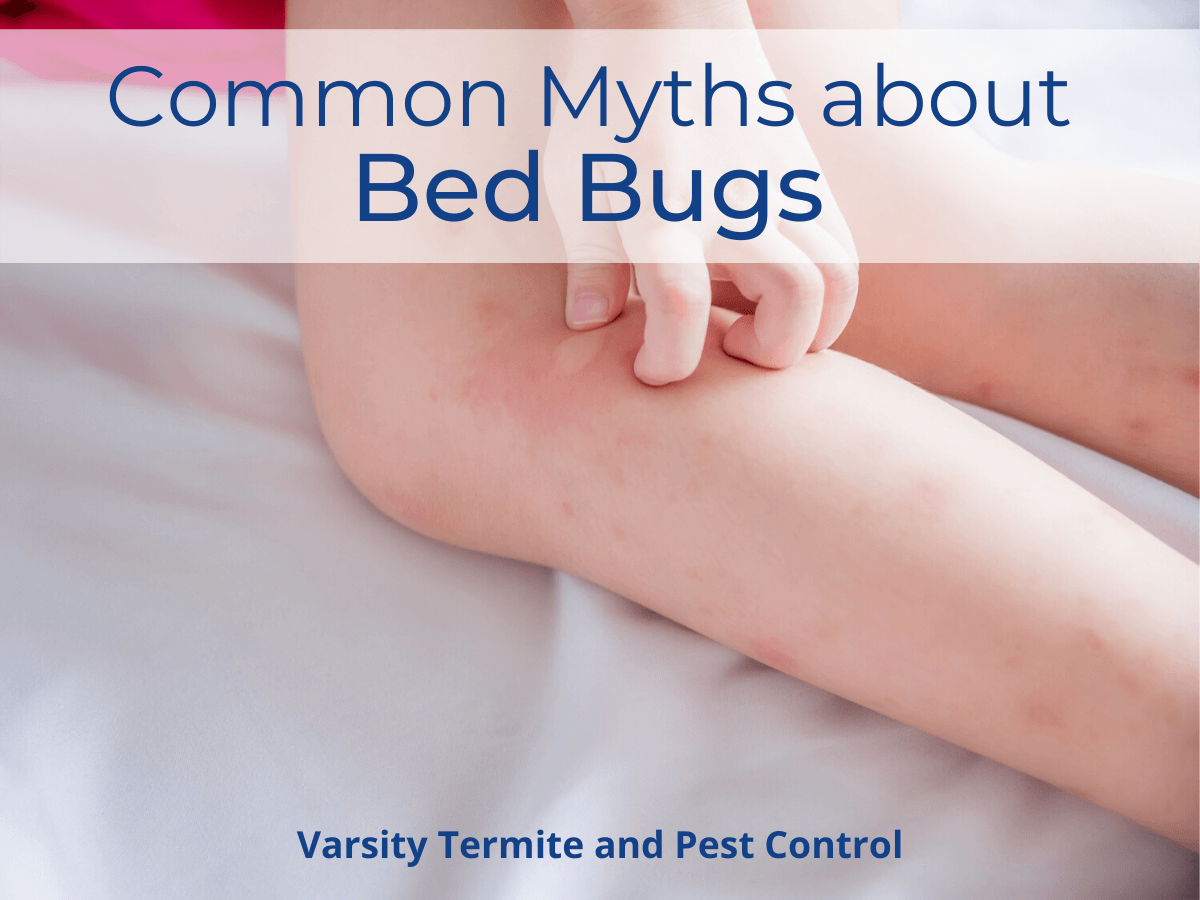 Common Myths about Bed Bugs in Arizona