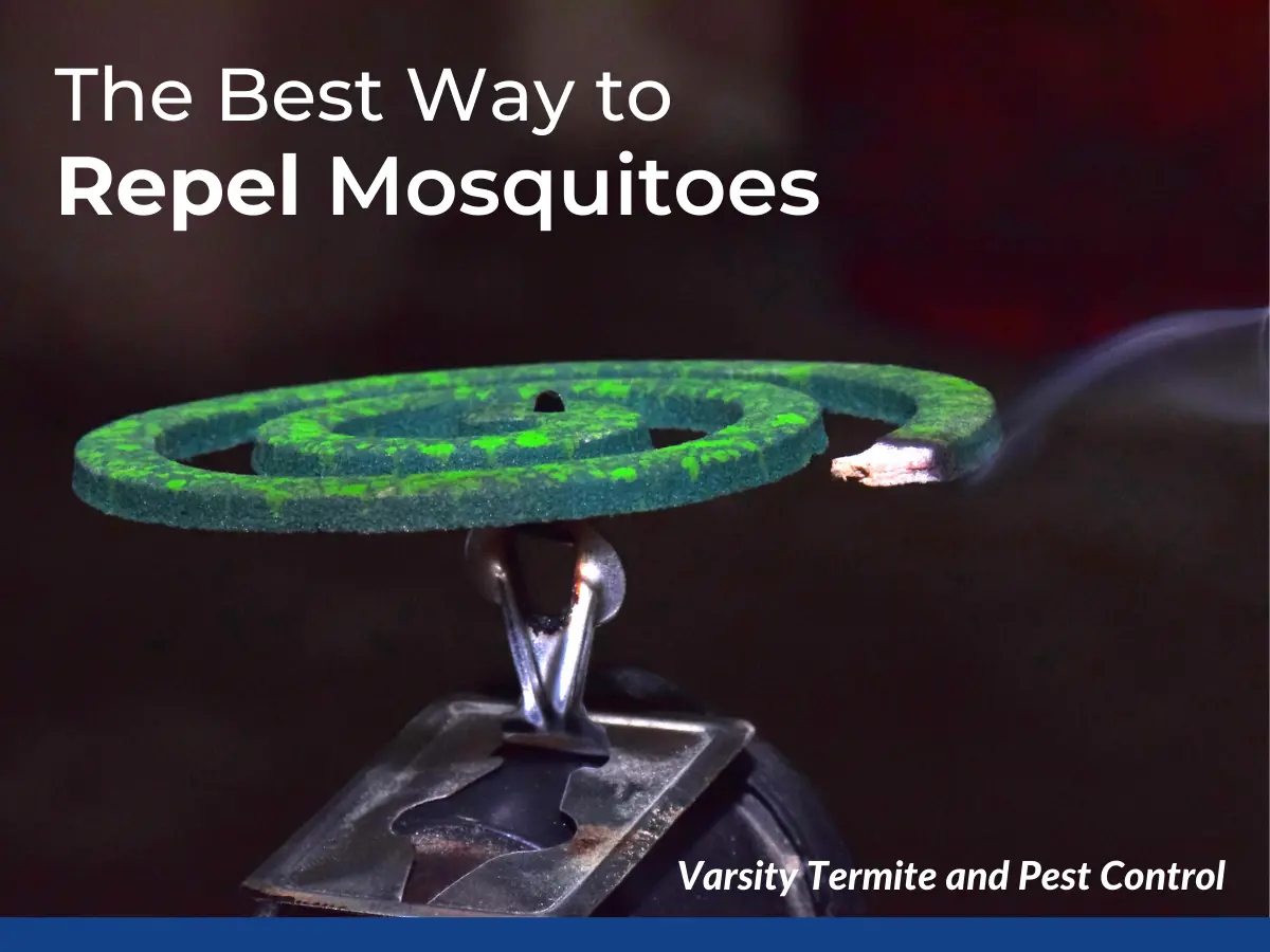 The Best Way to Repel Mosquitoes