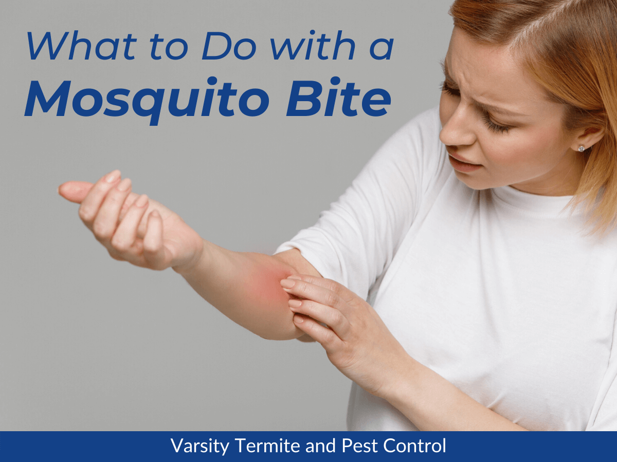 What to Do with a Mosquito Bite
