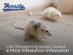 Life-Threatening Issues Caused by a Mice Infestation
