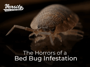 The Horrors of a Bed Bug Infestation