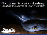 Nocturnal Scorpion Hunting Locating the Source of Your Infestation