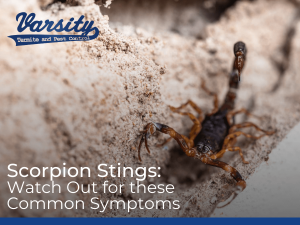 Scorpion Stings Watch Out for these Common Symptoms
