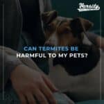 Can Termites Be Harmful To My Pets