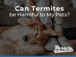 Can Termites be Harmful to My Pets