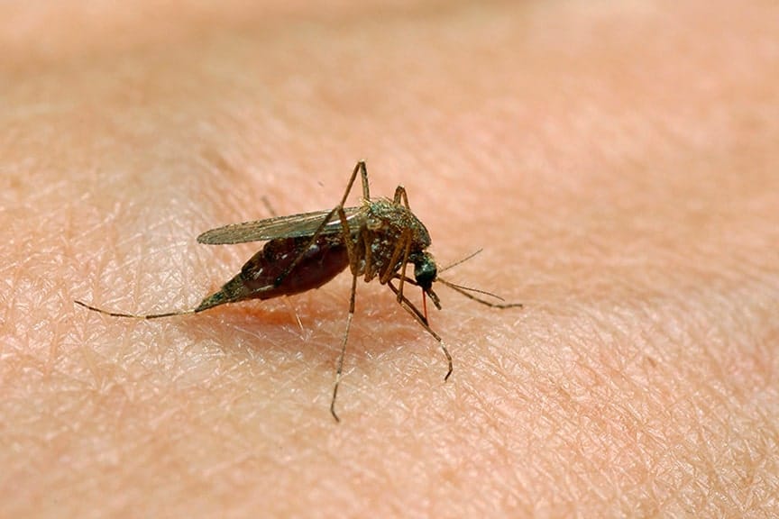 Affordable Mosquito Treatment Plans
