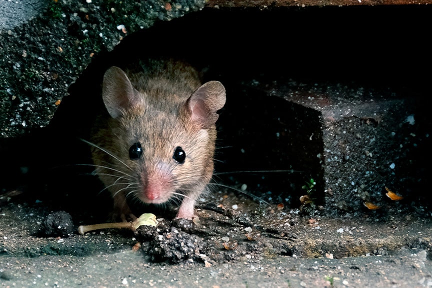 Pest Control Company Specializing In Mice Removals From Mesa Properties