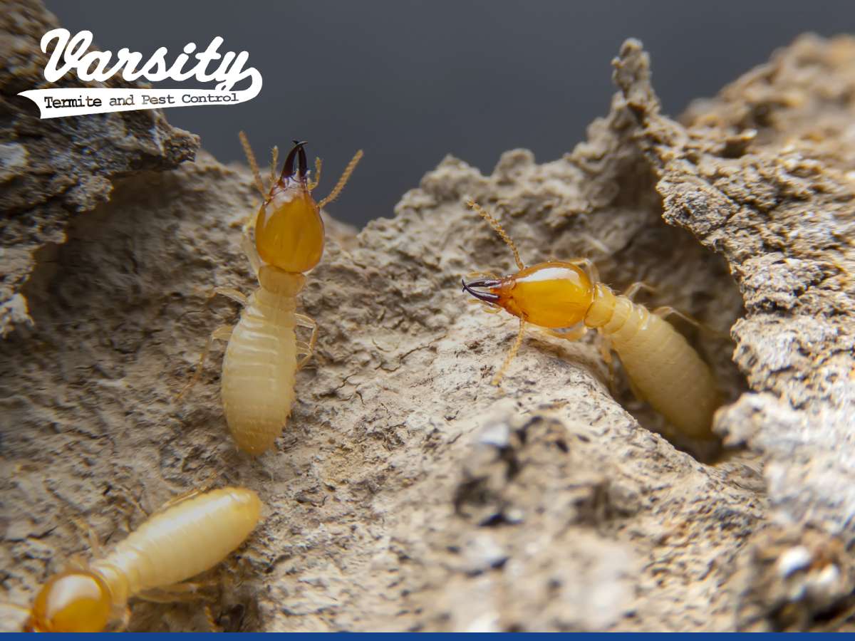 Prevent Termites in AZ
