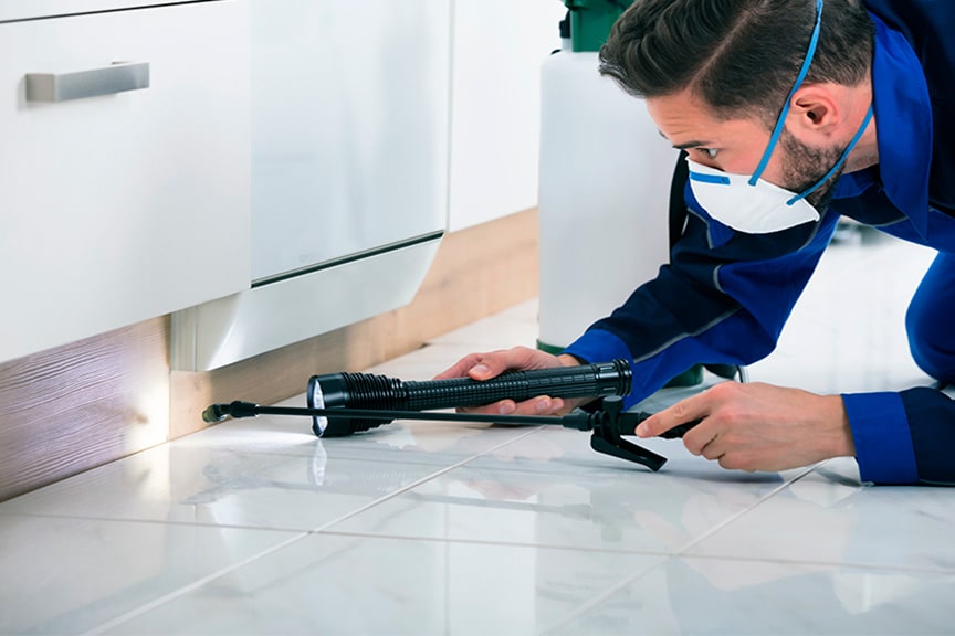 Affordable Rat and Mice Exterminators In Tempe