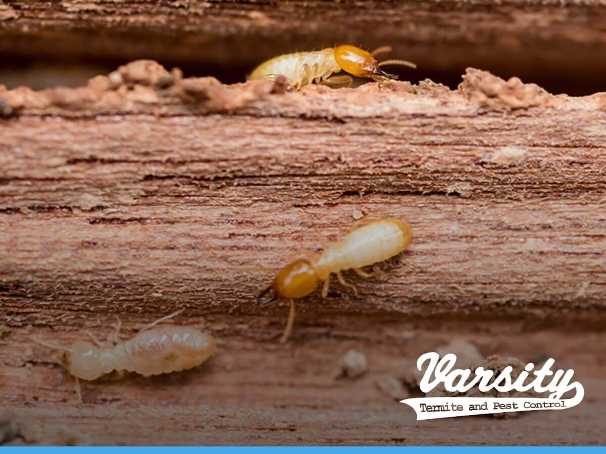 Termite on woodand, and the foolproof pest control tips to keep them under control