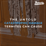 The Untold Catastrophic Damage Termites Can Cause