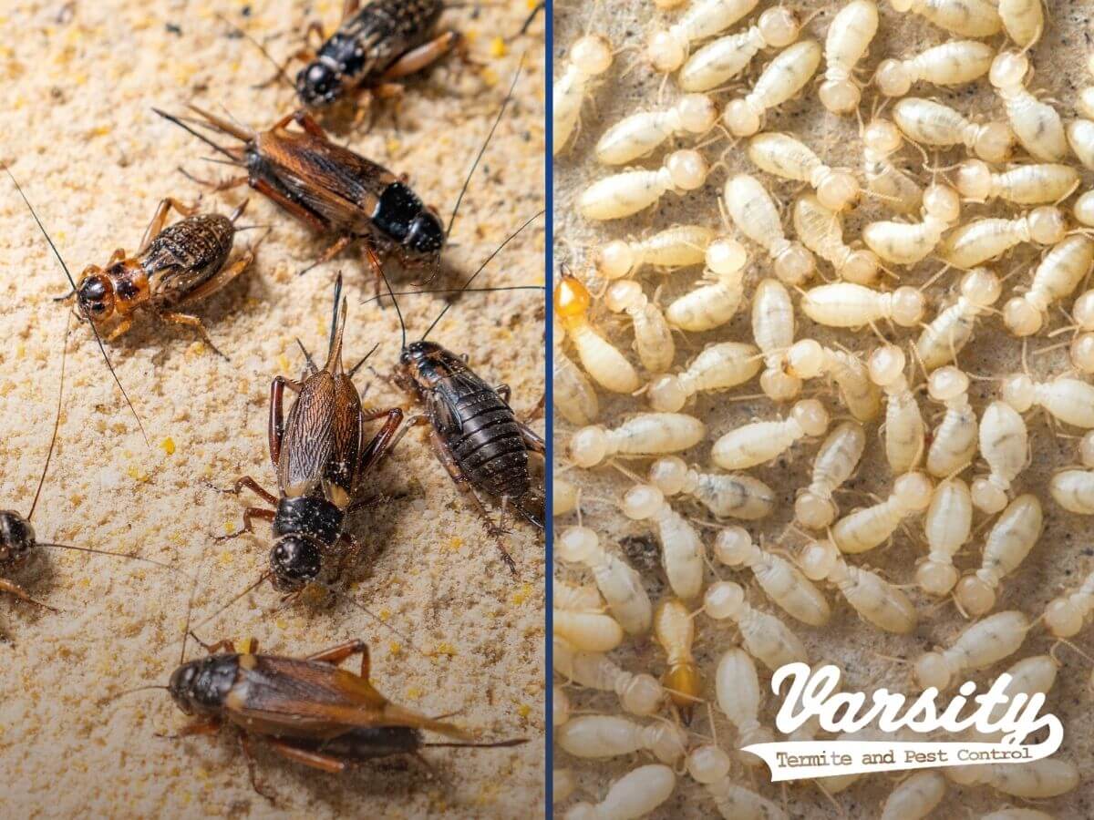 Termites and crickets some of the pest you can identify with tips from Varsity's blog