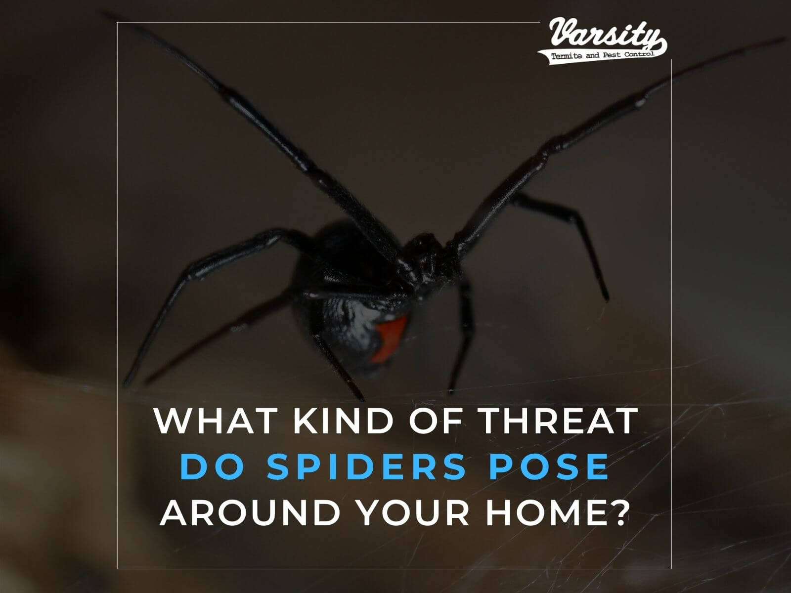 What Kind of Threat Do Spiders Pose around Your Home?