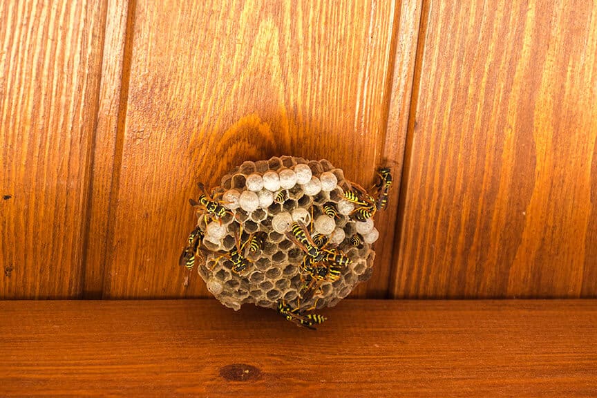 Close Up Of Wasp Nest